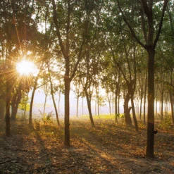 Saddle Seat Stool 11 Saddle Seat Stool -Sewing Supplies Store rubber plantation 00883.1543861201